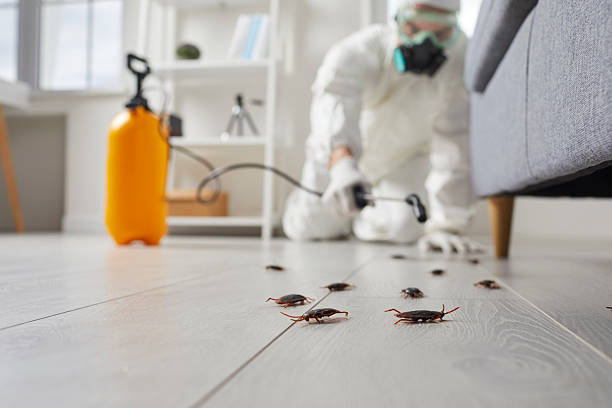 Commercial Kitchen Cockroach Control in Smithton